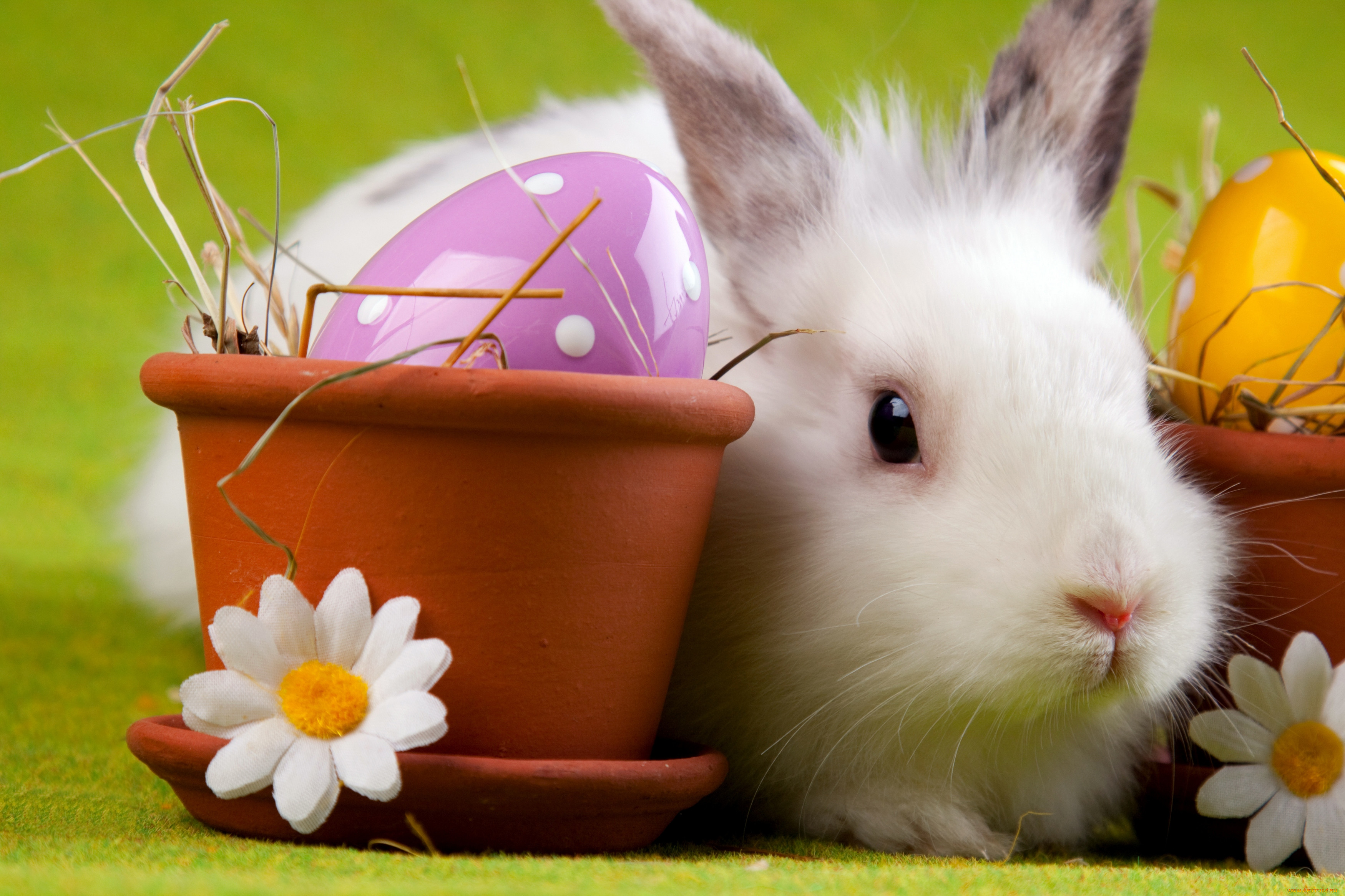 , ,  , , , , easter, , 